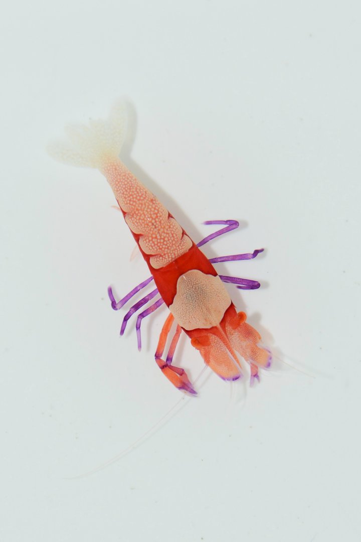 Emperor shrimp (Zenopontonia rex)
