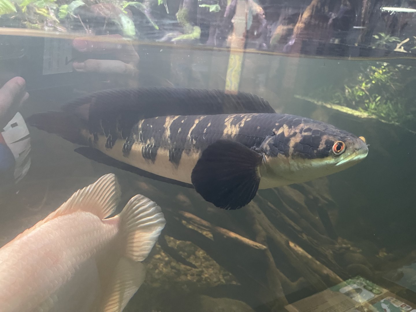 emperor snakehead (channa maruliodes) - dunia air tawar