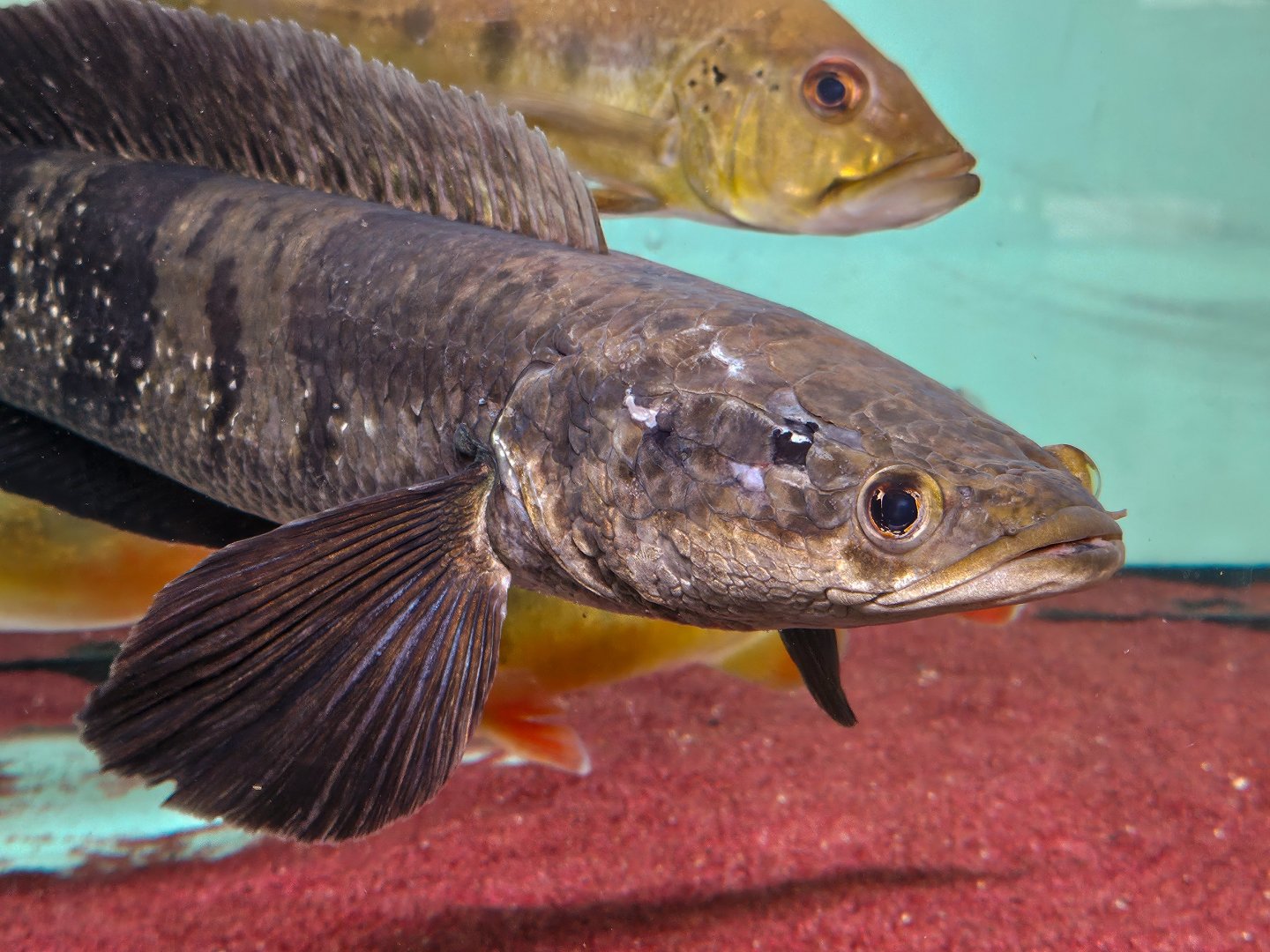 Emperor Snakehead (Channa marulioides 'Kalimantan Utara')
