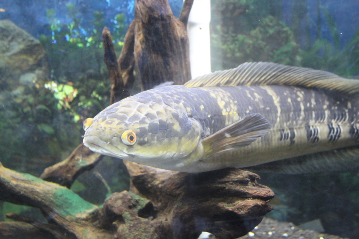 Emperor snakehead (Channa marulioides)