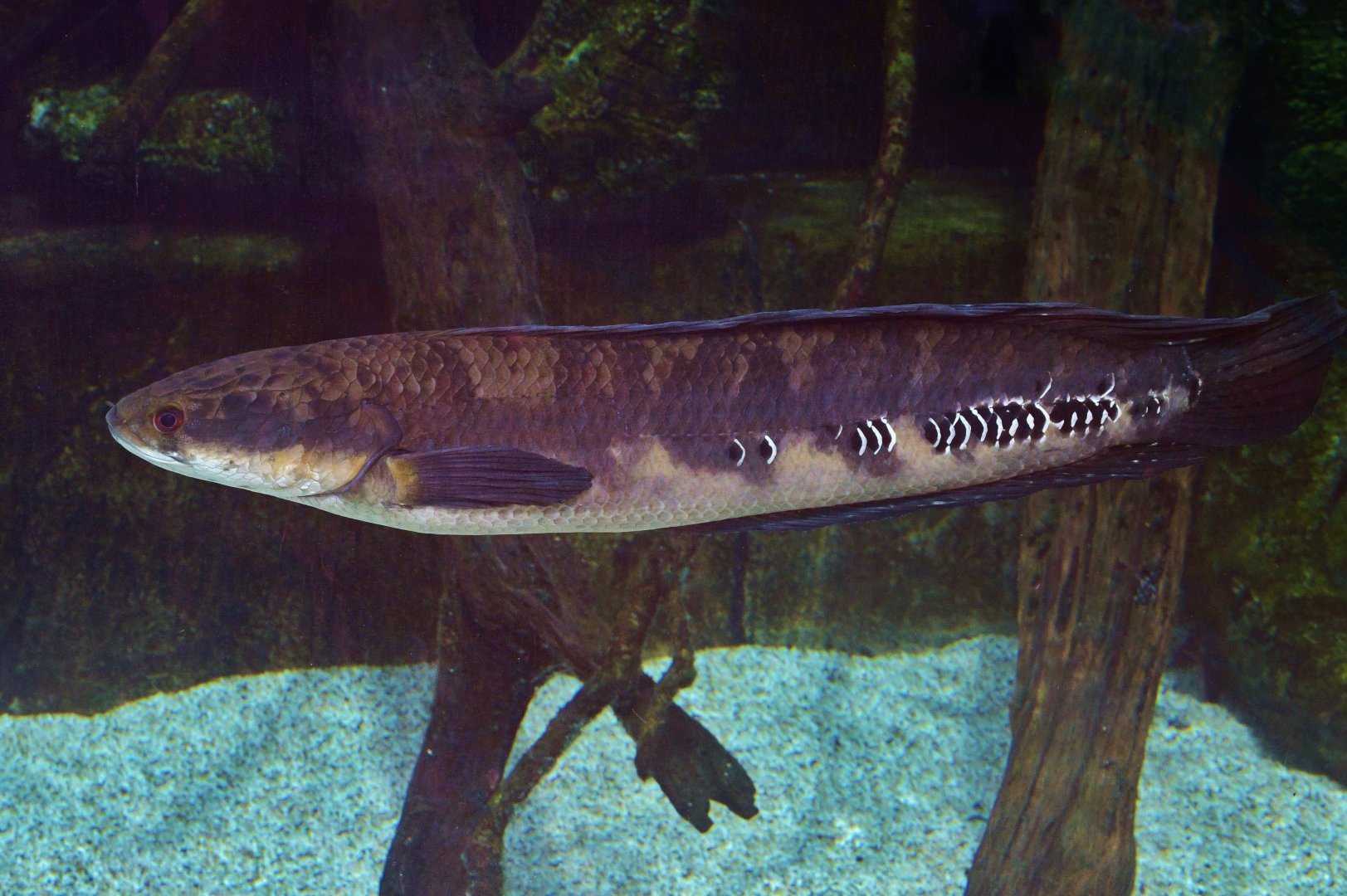 Emperor Snakehead (Channa marulioides)