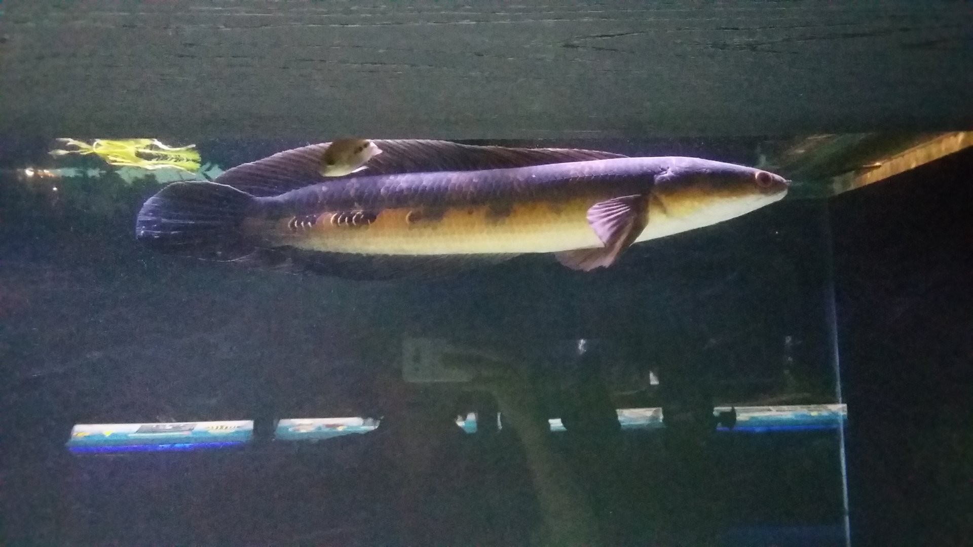 Emperor snakehead (Channa marulioides)