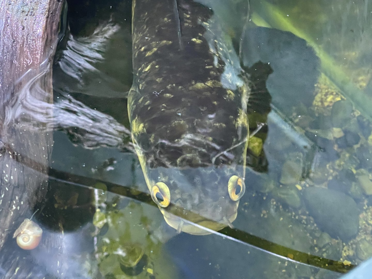 emperor snakehead (channa marulioides)