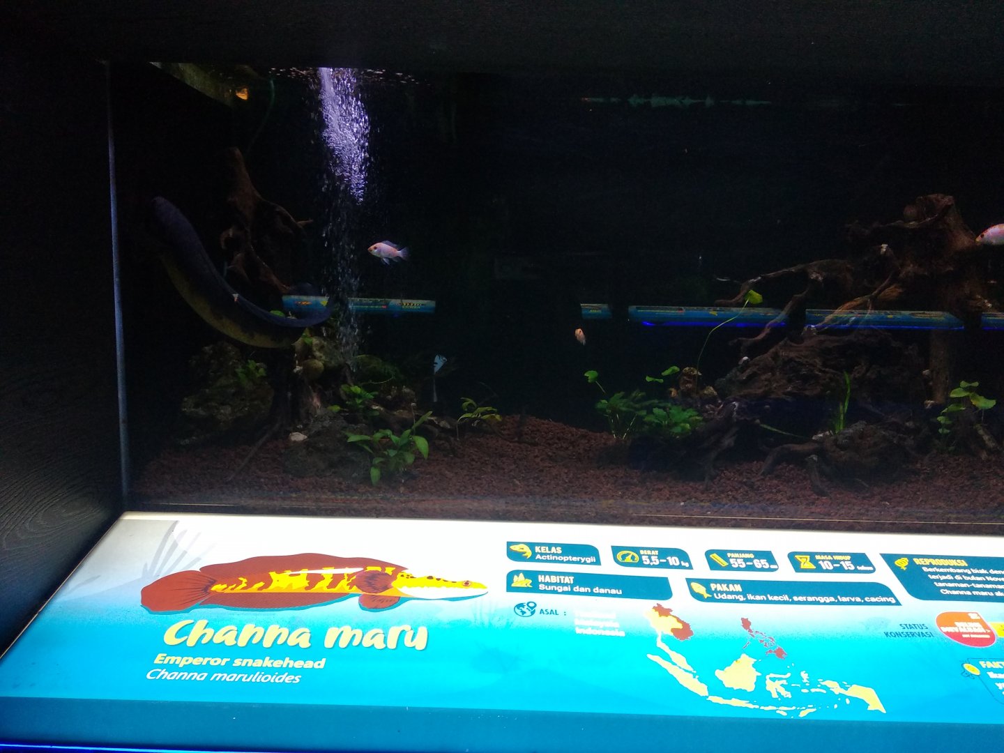 Emperor snakehead information panel