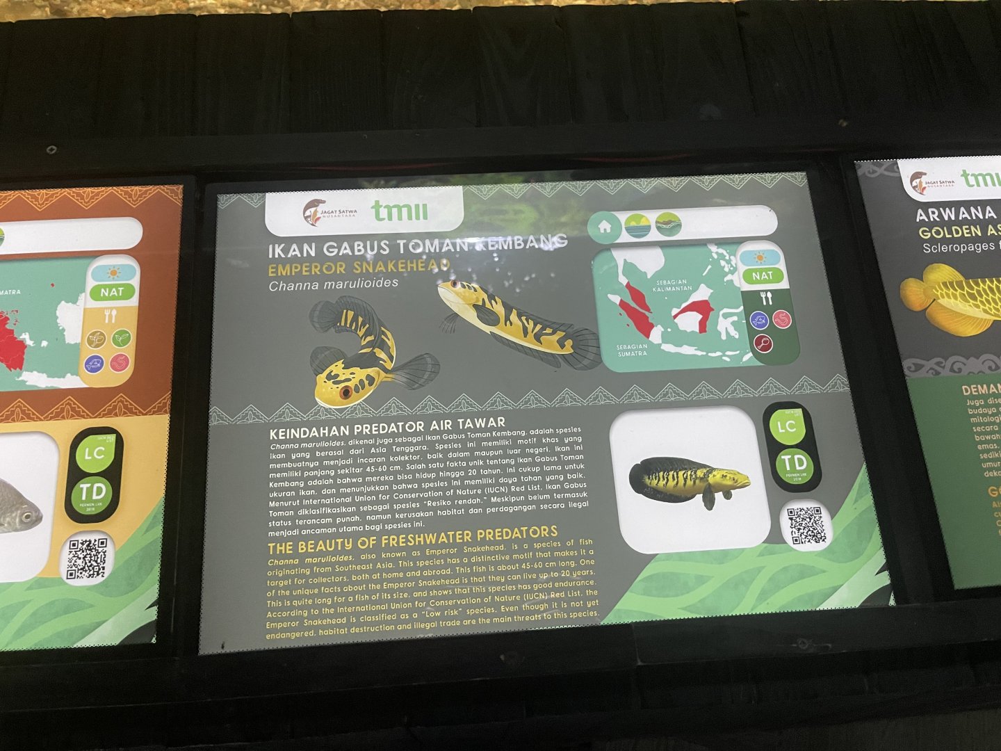 emperor snakehead signage - dunia air tawar