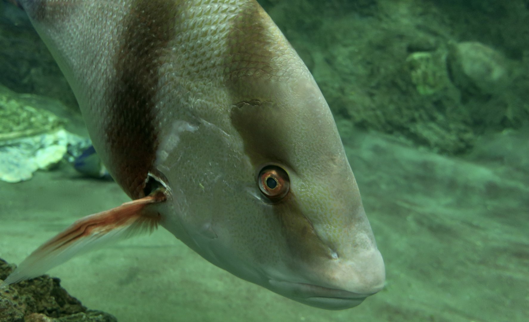 Emperor Snapper (Lutjanus sebae)