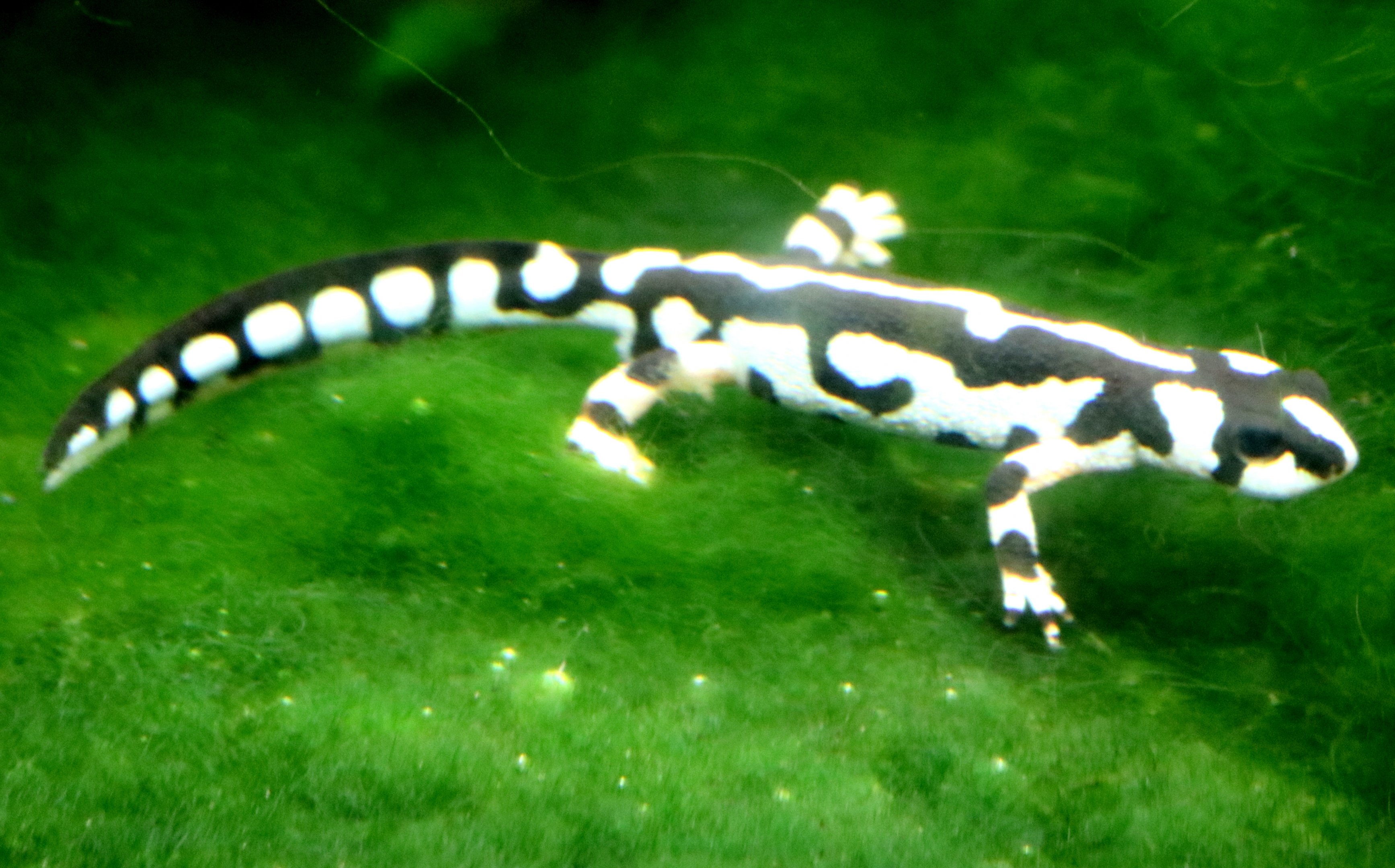 Emperor spotted newt; London Zoo; 27th May 2022