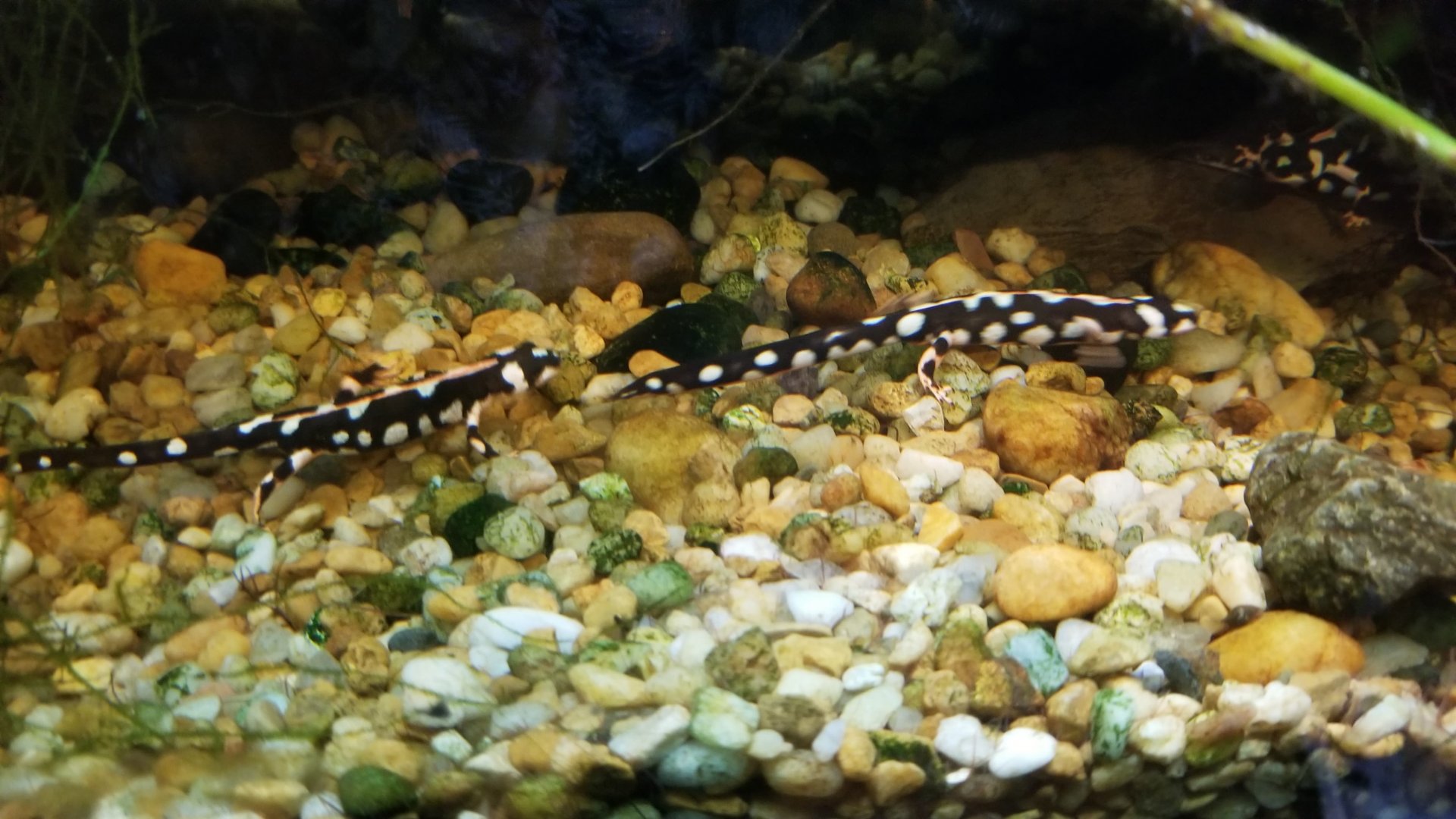 Emperor Spotted Newt