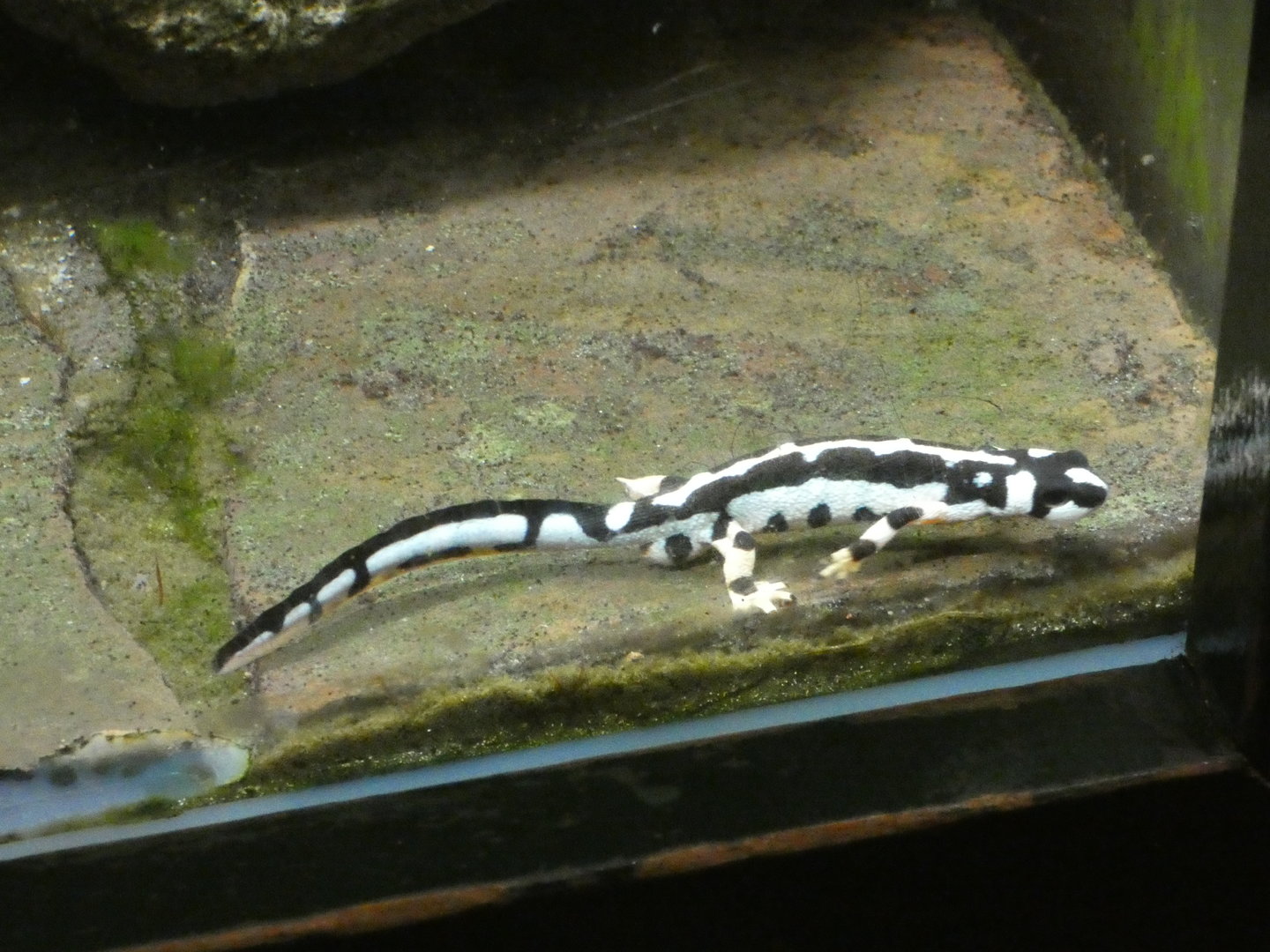 Emperor spotted newt