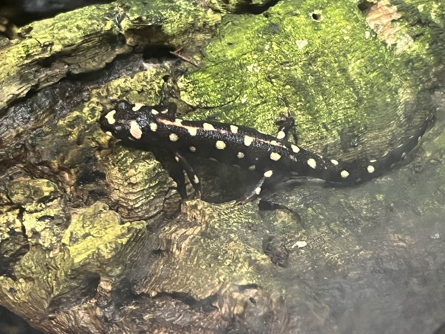 Emperor spotted newt