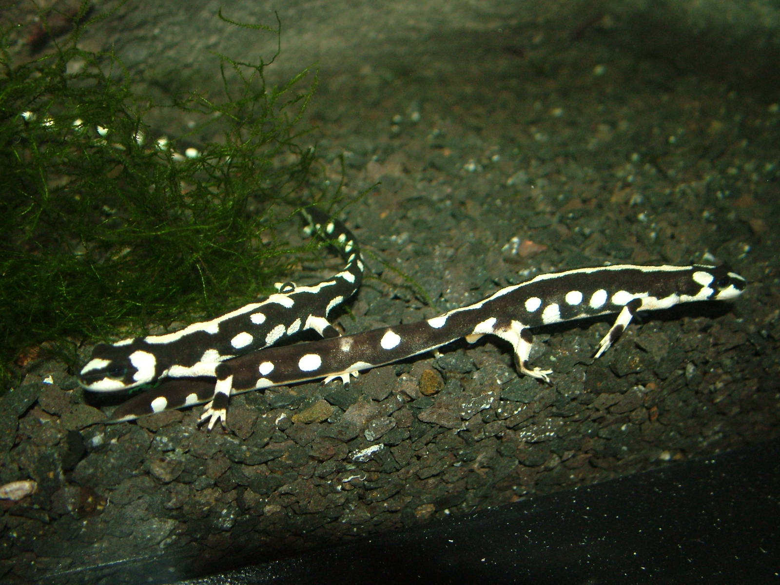 Emperor Spotted Newts in Venom at Faunia, 27/05/11