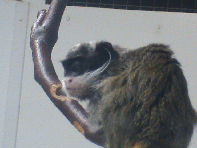 emperor tamarin 01/10