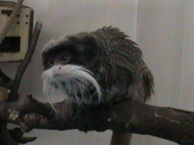 Emperor tamarin 121210
