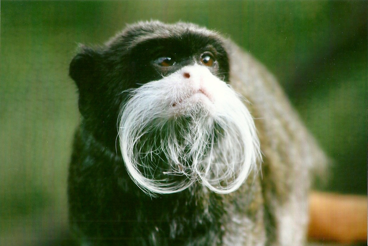 Emperor Tamarin 14th September 2012