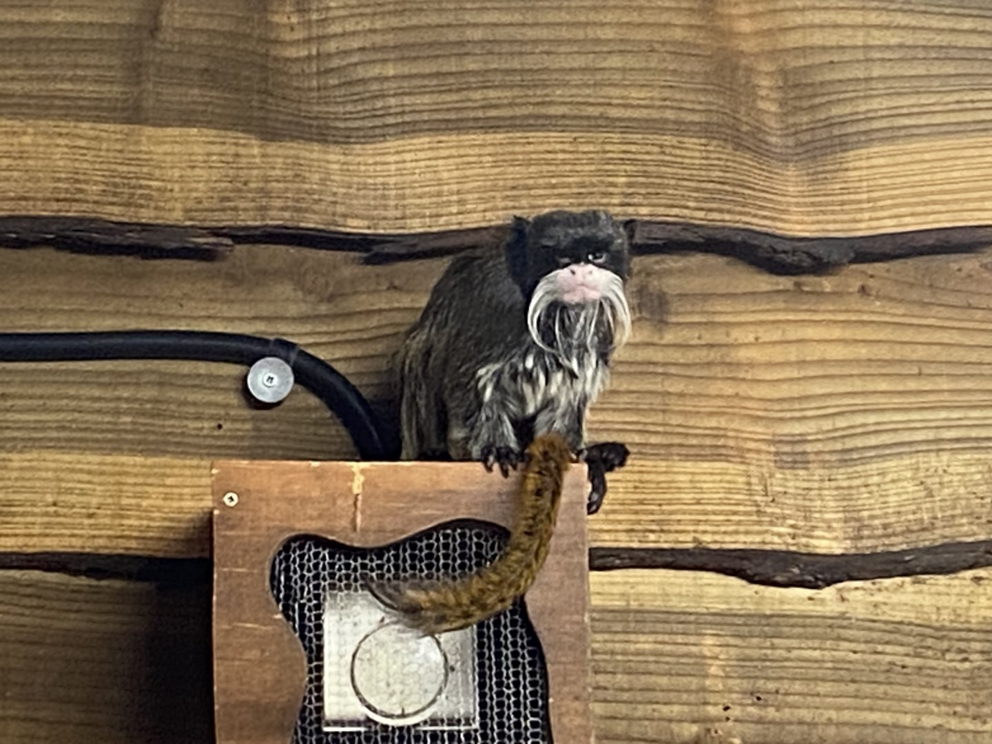 Emperor tamarin 260124