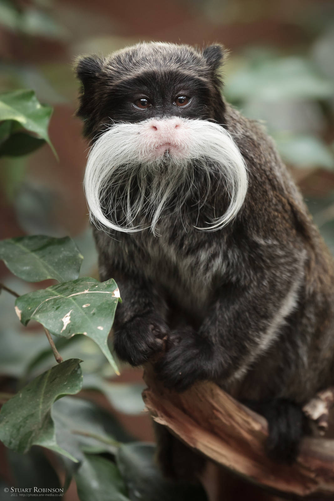 Emperor Tamarin - 27/05/2011