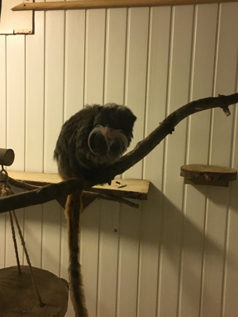 Emperor tamarin 300617