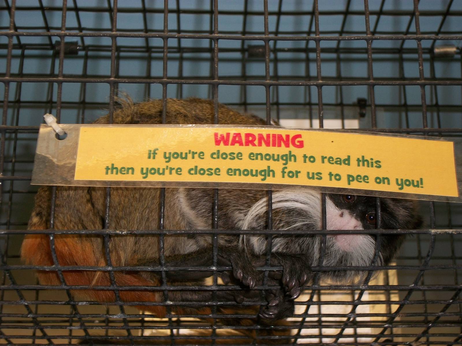 Emperor Tamarin, 3rd August 2012