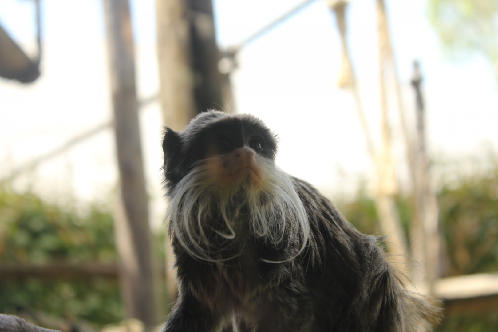 Emperor Tamarin - 6/4/2024
