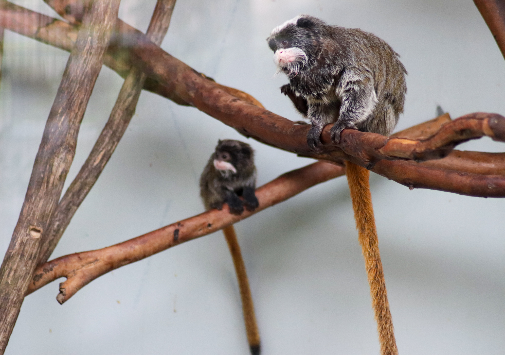 Emperor Tamarin Adult and Baby (Saguinus imperator subgrisescens) - February 2020