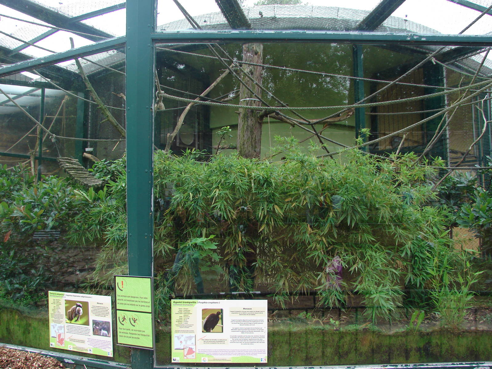 Emperor tamarin and Grey-winged Trumpeter exhibit