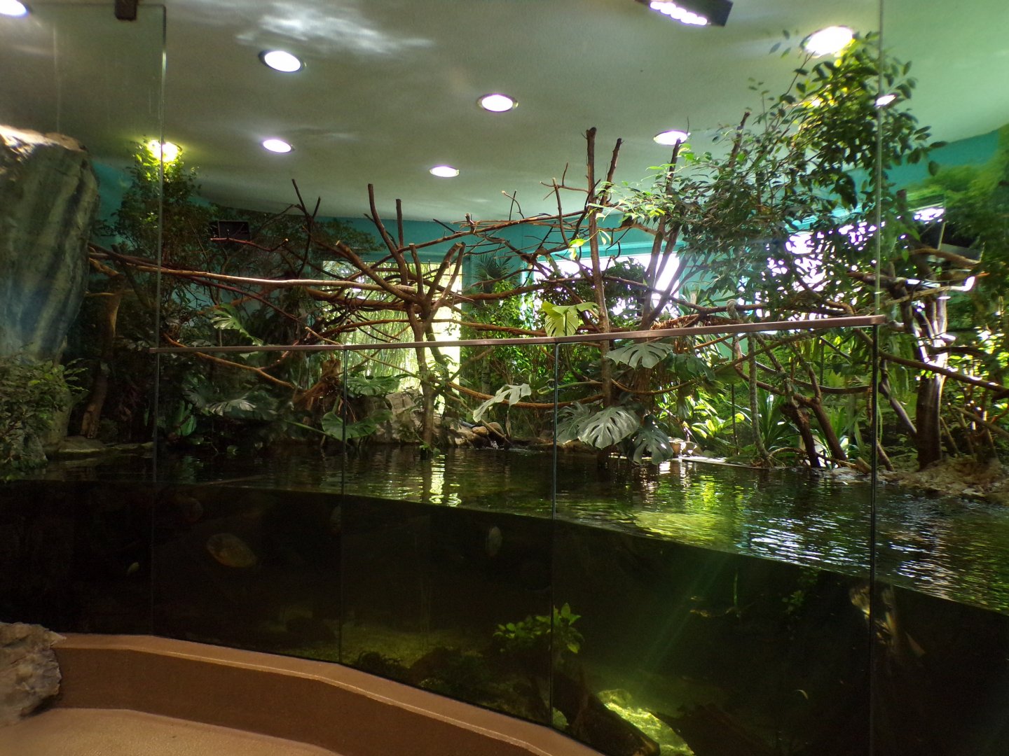 Emperor tamarin and mixed fish indoors 13.7.25