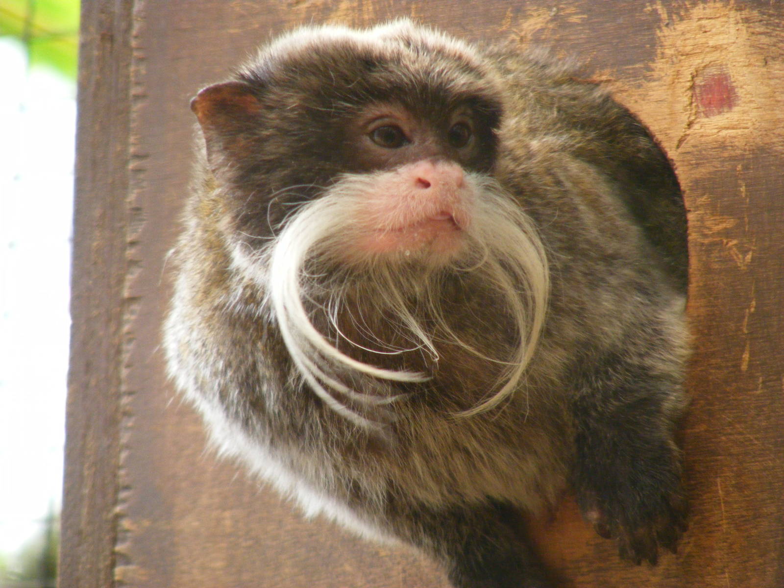 Emperor tamarin at Amazon World, 5 April 2010