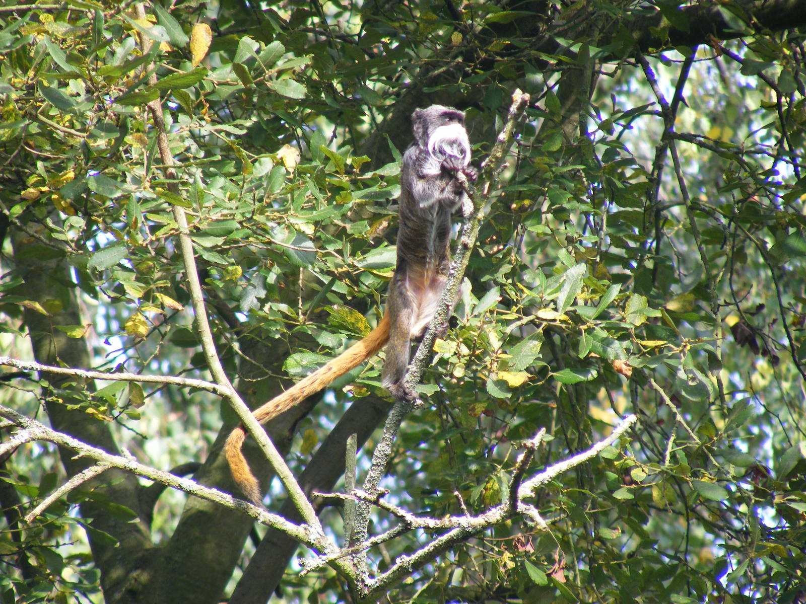 Emperor tamarin at Marwell Wildlife, 9 October 2010