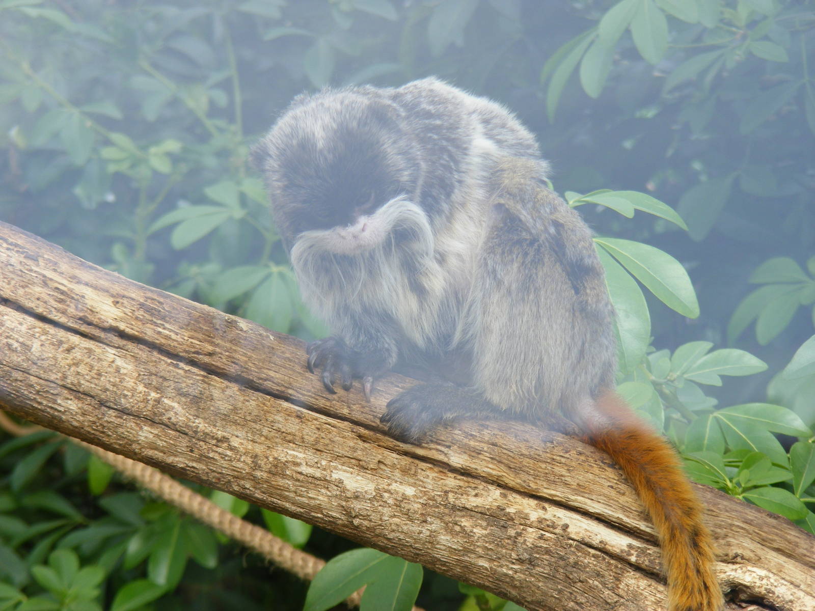 Emperor Tamarin at Marwell Zoo, 7 March 2009