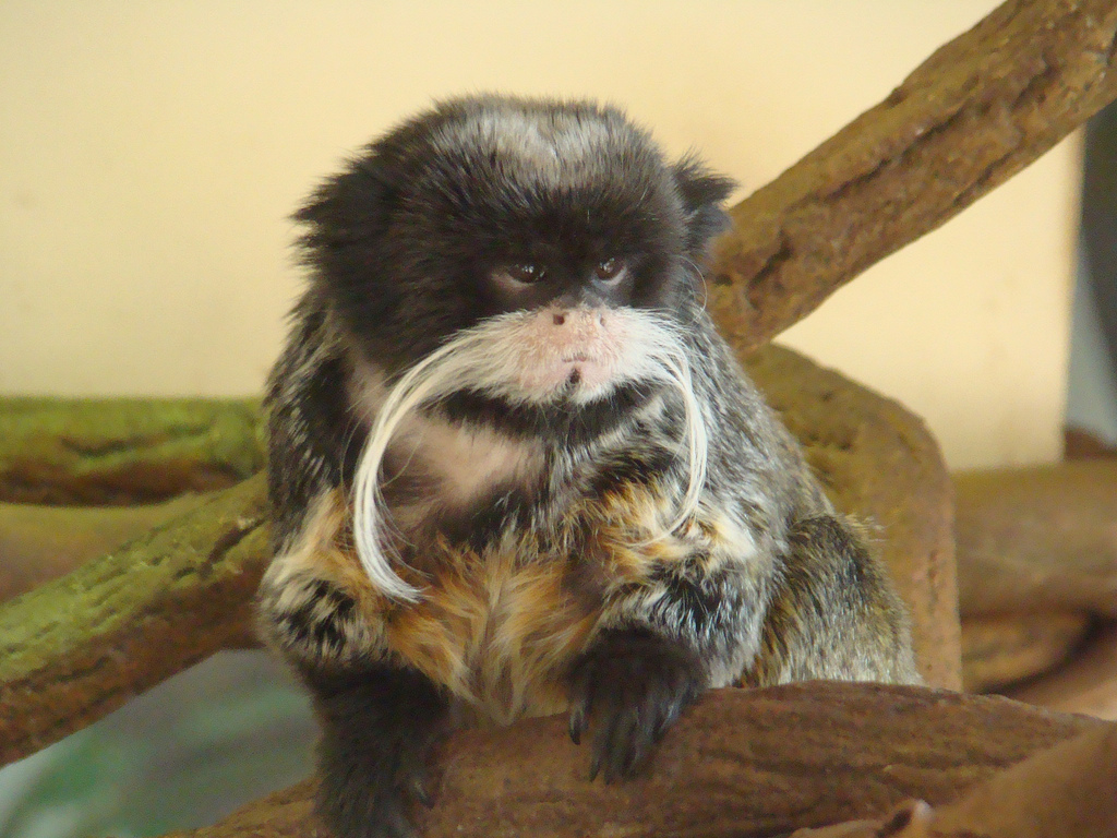 Emperor Tamarin at the Los Angeles Zoo