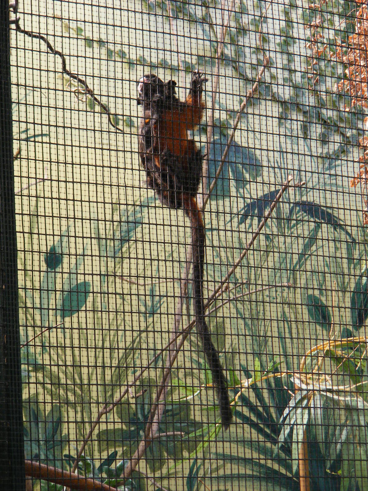 Emperor tamarin at Tropical Wings, 13 September 2011