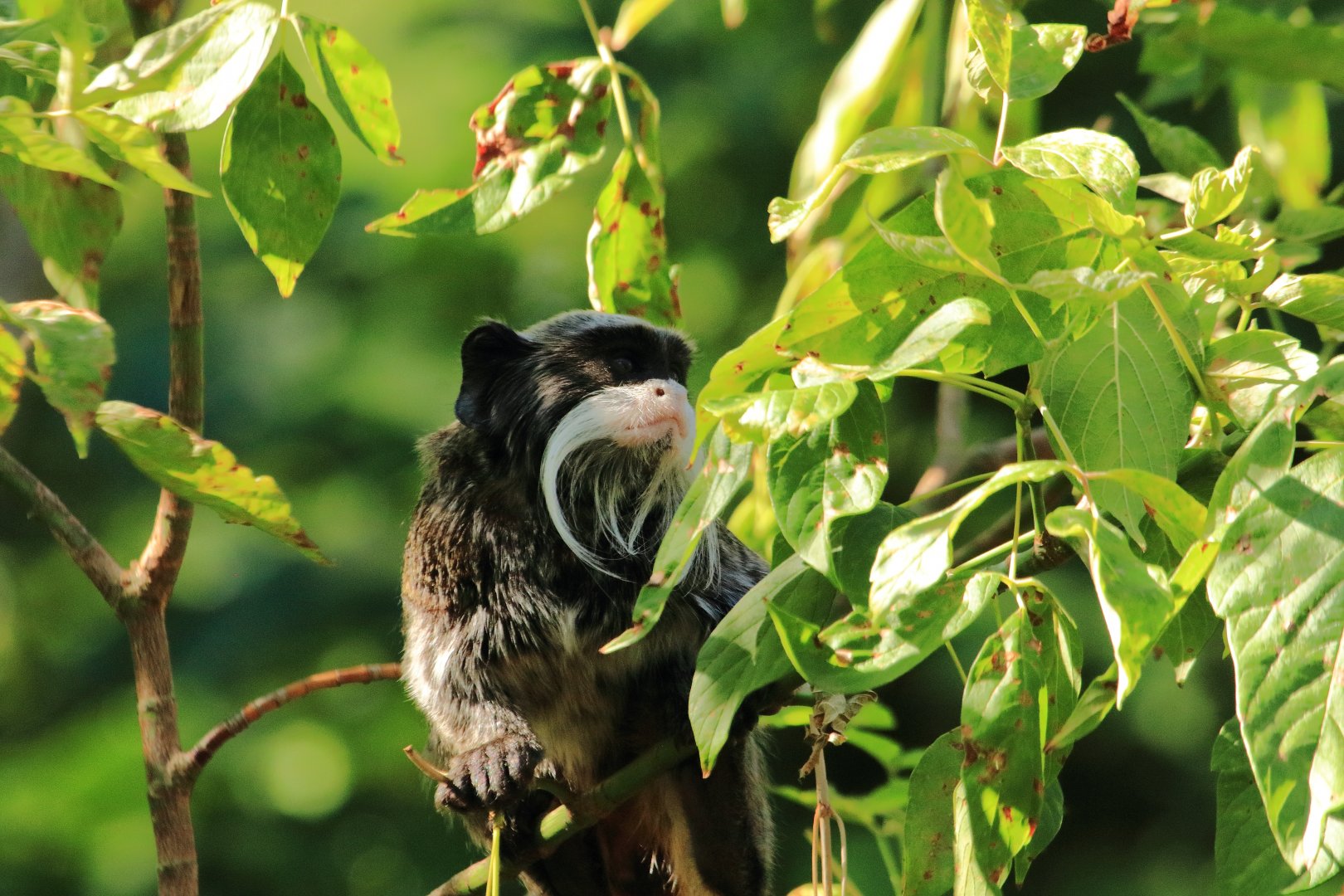 Emperor tamarin (August 2020)