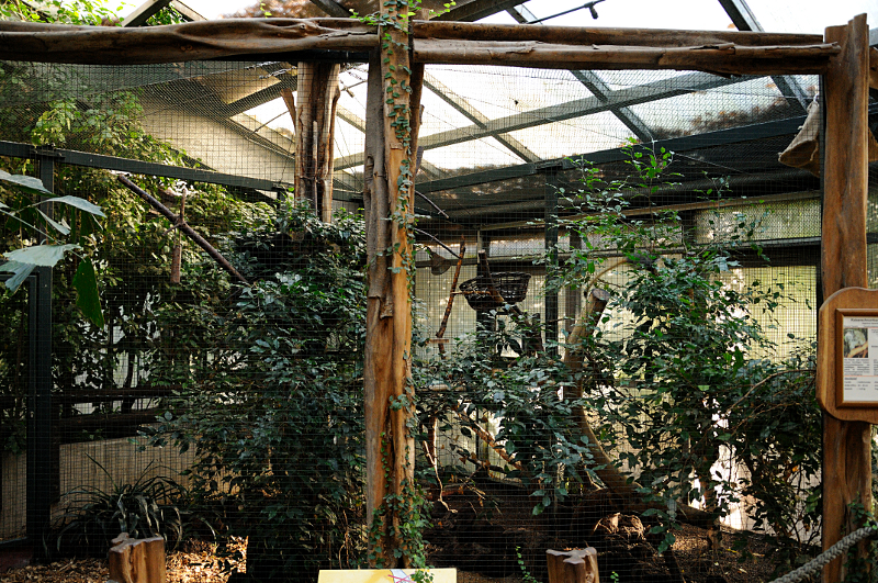 Emperor tamarin aviary inside Amazon house at Dortmund