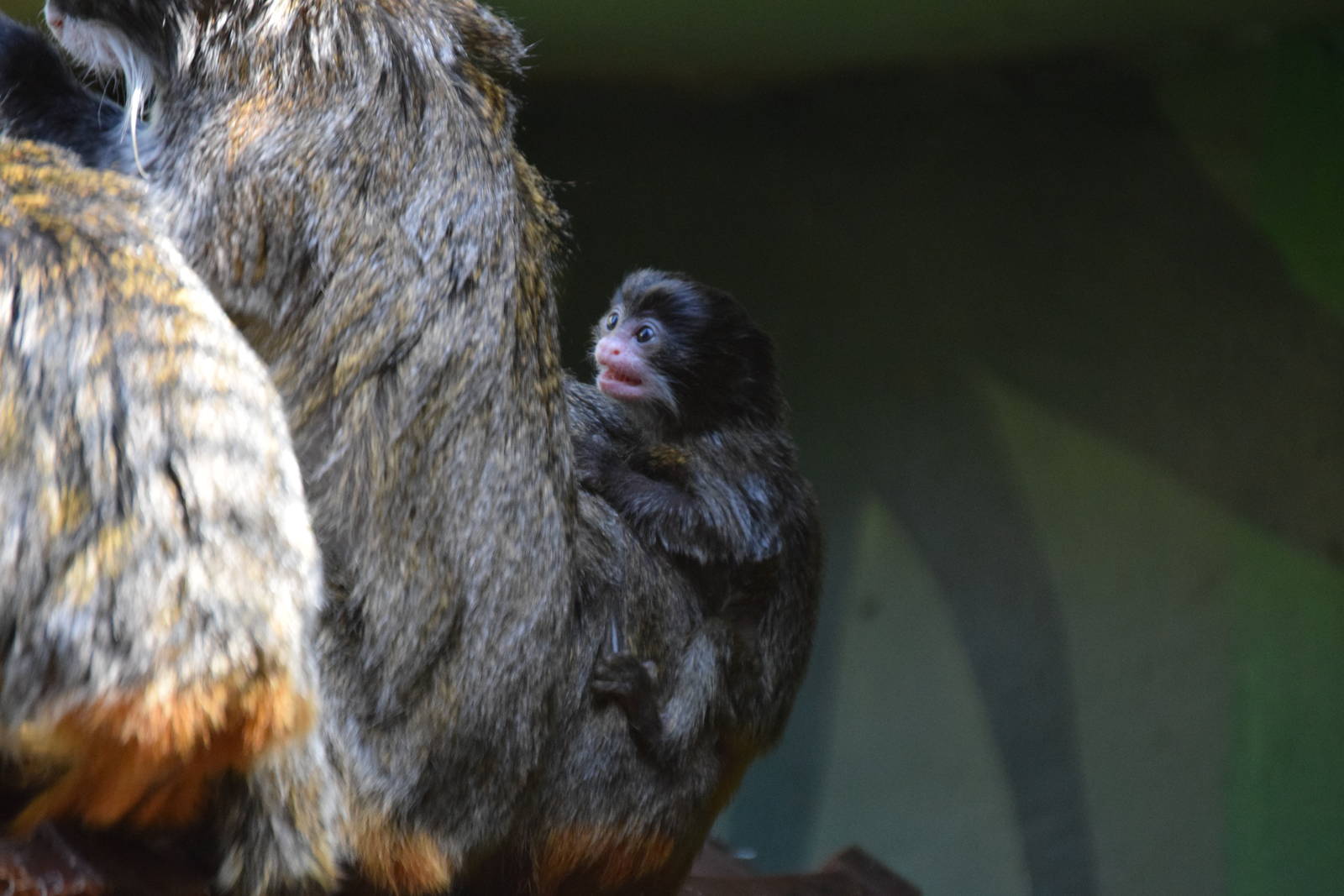 Emperor Tamarin baby