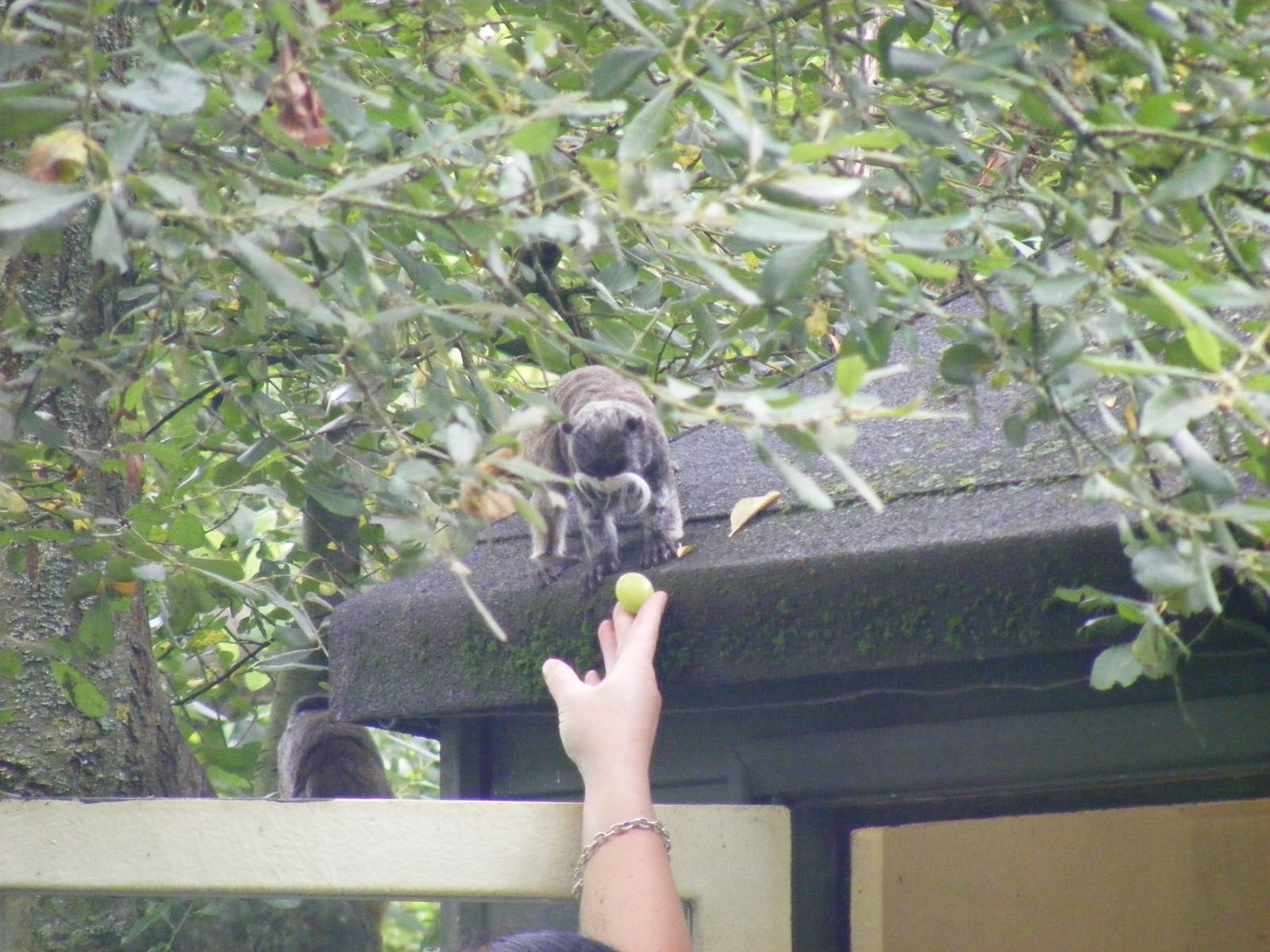 Emperor tamarin being fed a grape at Marwell Wildlife, 22 August 2010