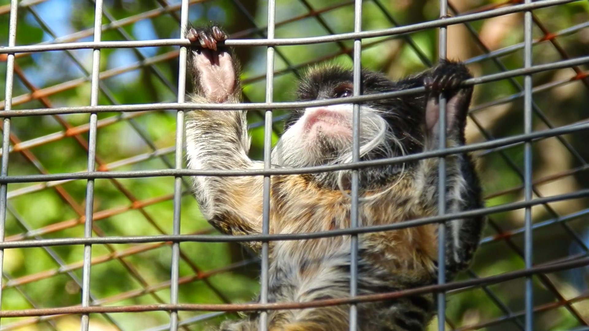 Emperor tamarin - Belo Horizonte zoo