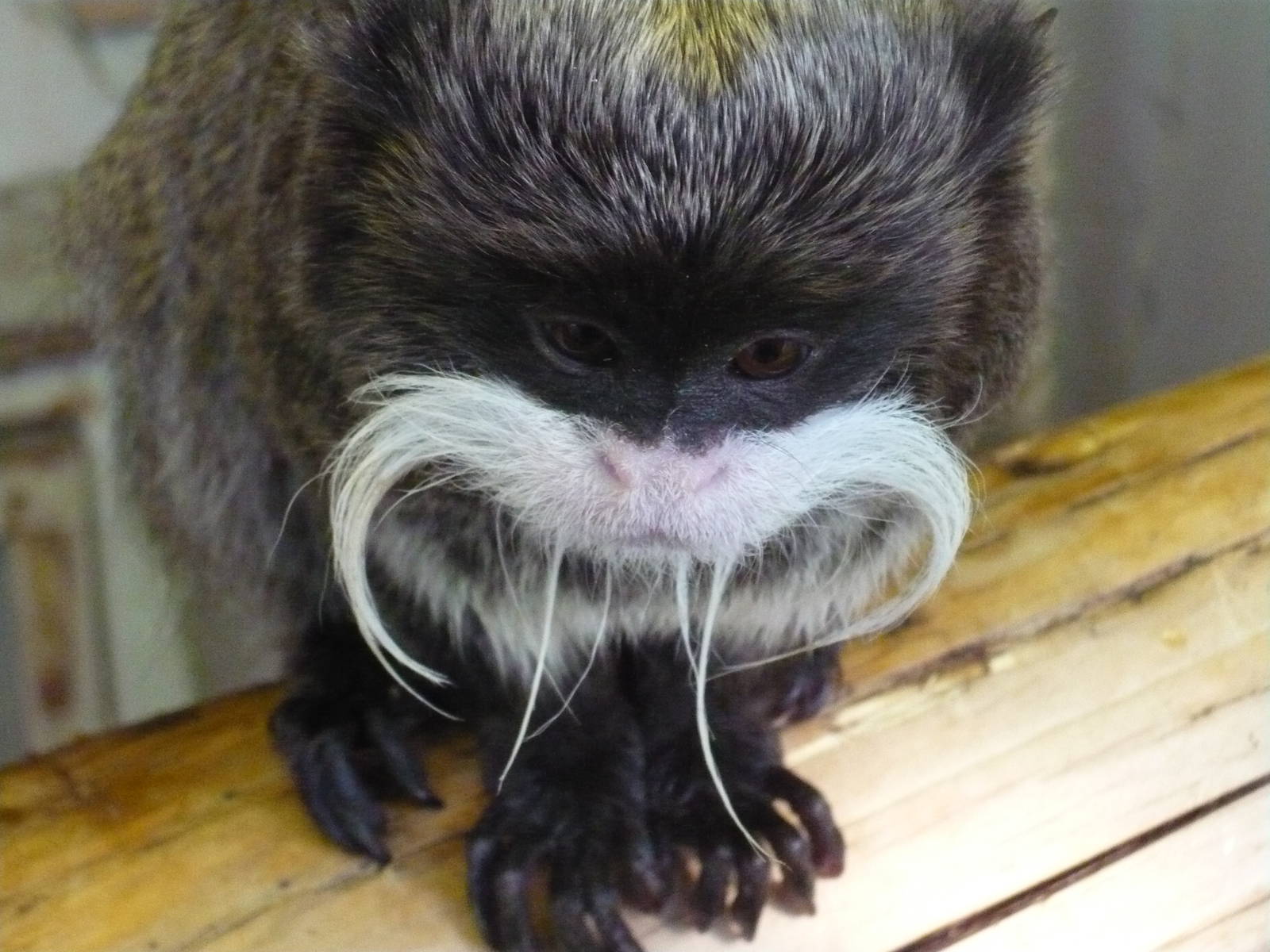 Emperor Tamarin - Blackpool Zoo 22/10/11