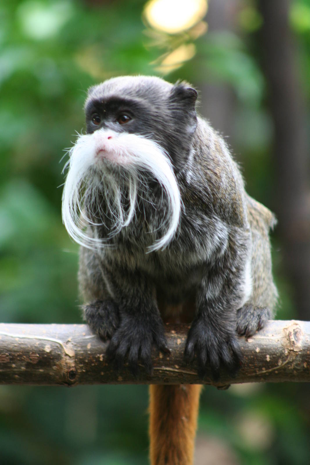 Emperor Tamarin @ Chester 23.06.2012