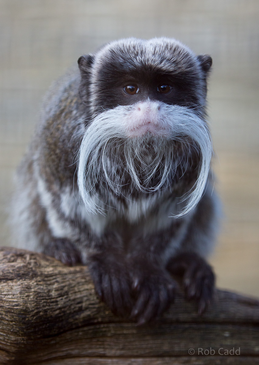 Emperor tamarin : Cotswold WP : 20 Oct 2015