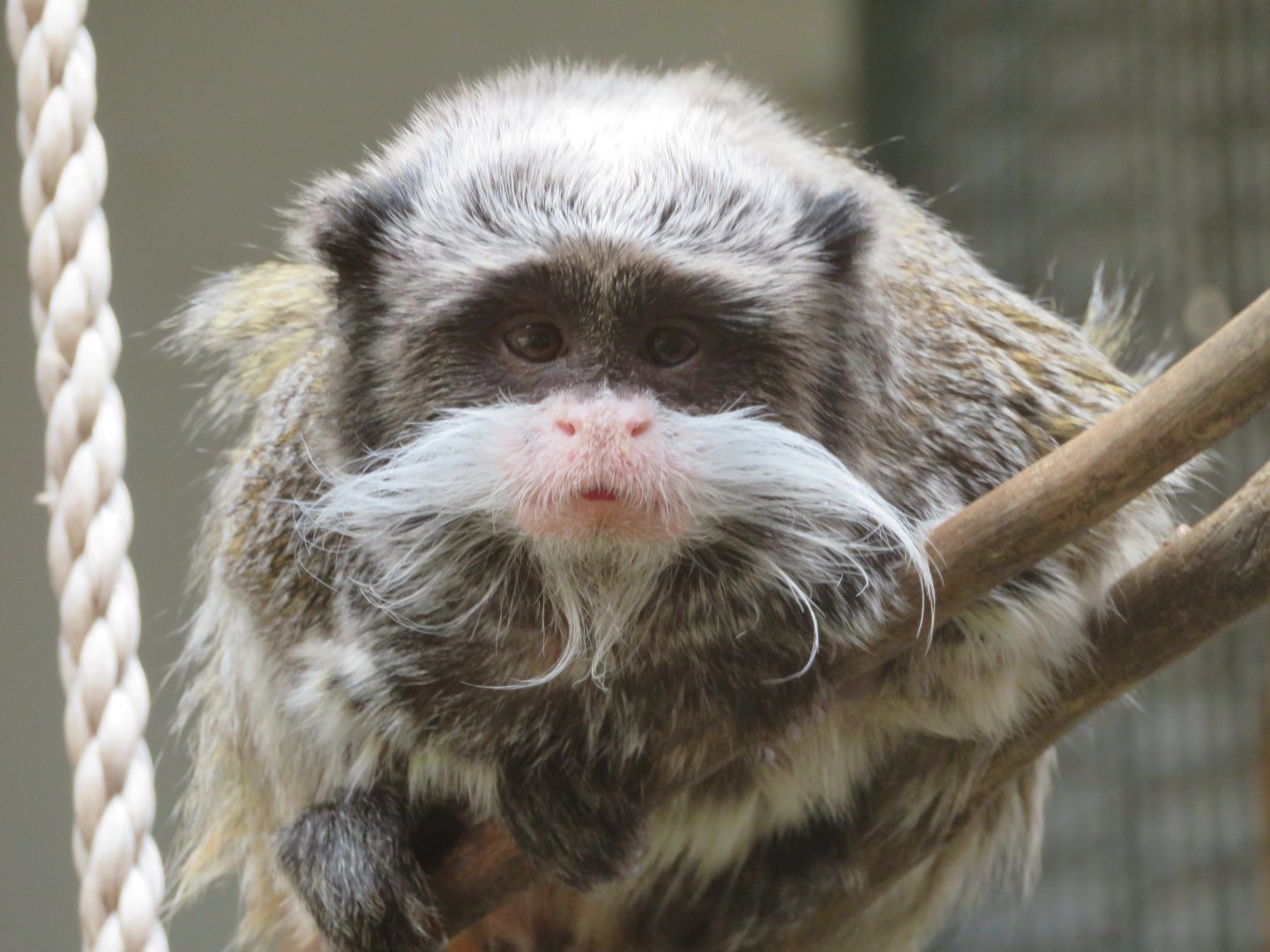 Emperor Tamarin, Darling Downs Zoo 2019