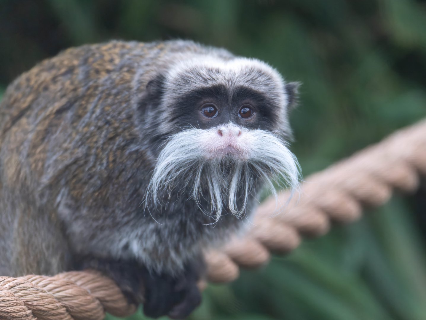 Emperor Tamarin, Drayton manor theme park zoo, UK