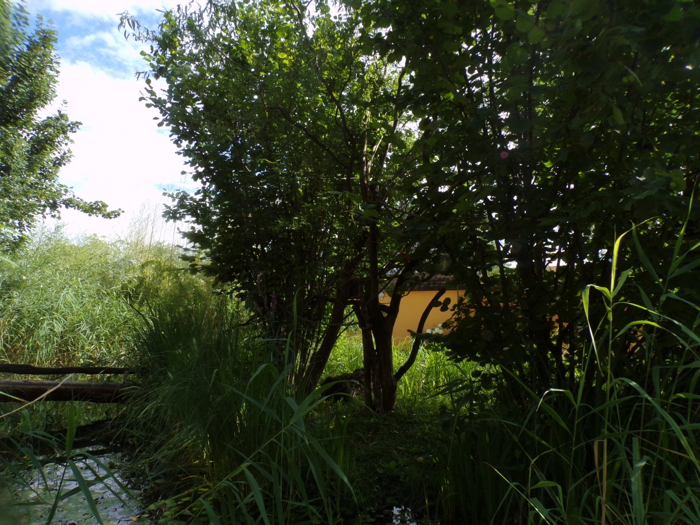 Emperor tamarin enclosure 13.7.25