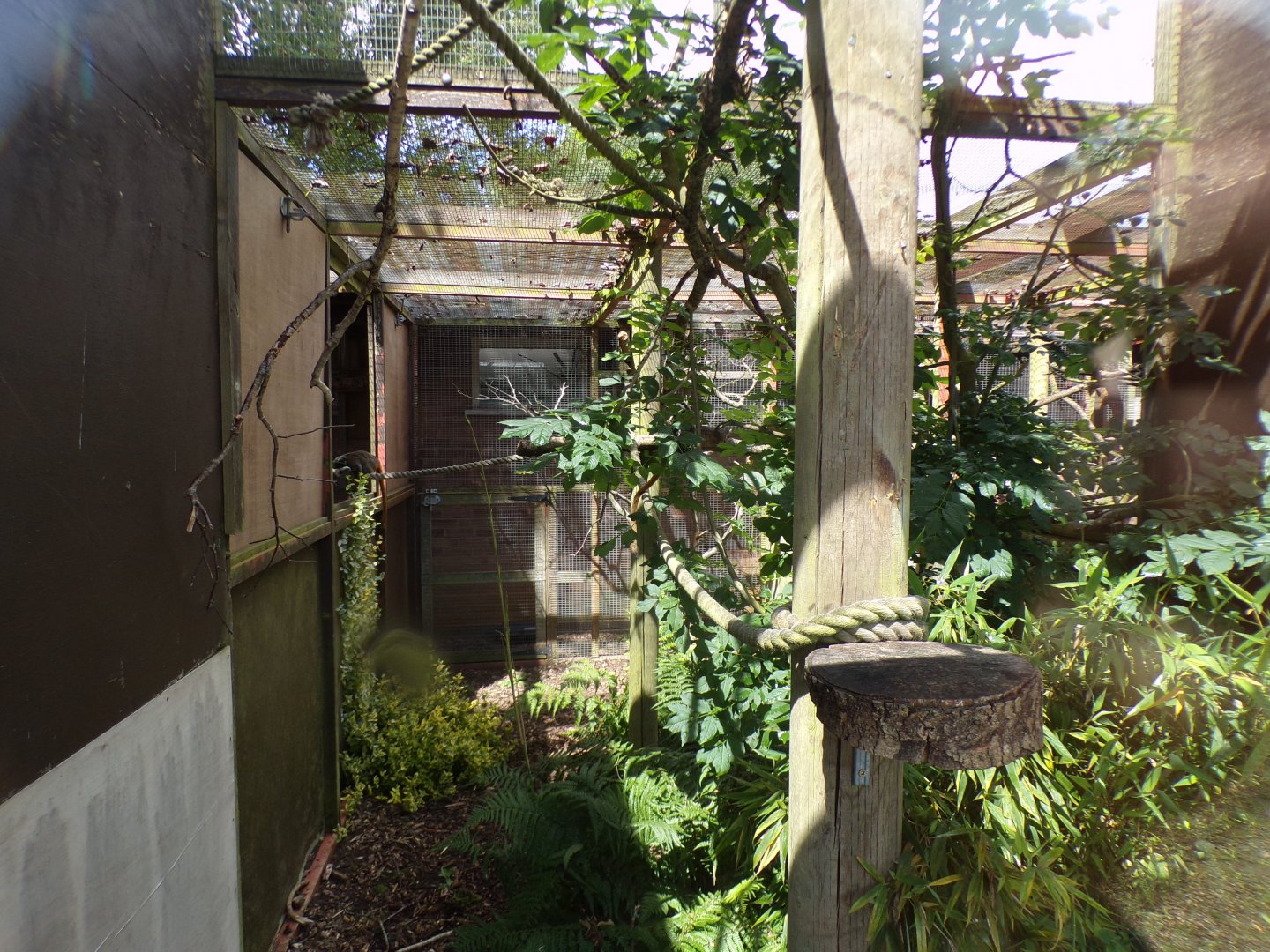 Emperor tamarin enclosure 7.7.24