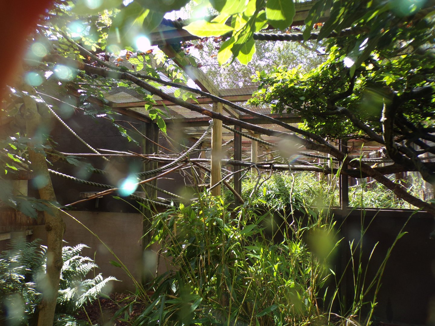 Emperor tamarin enclosure 7.7.24