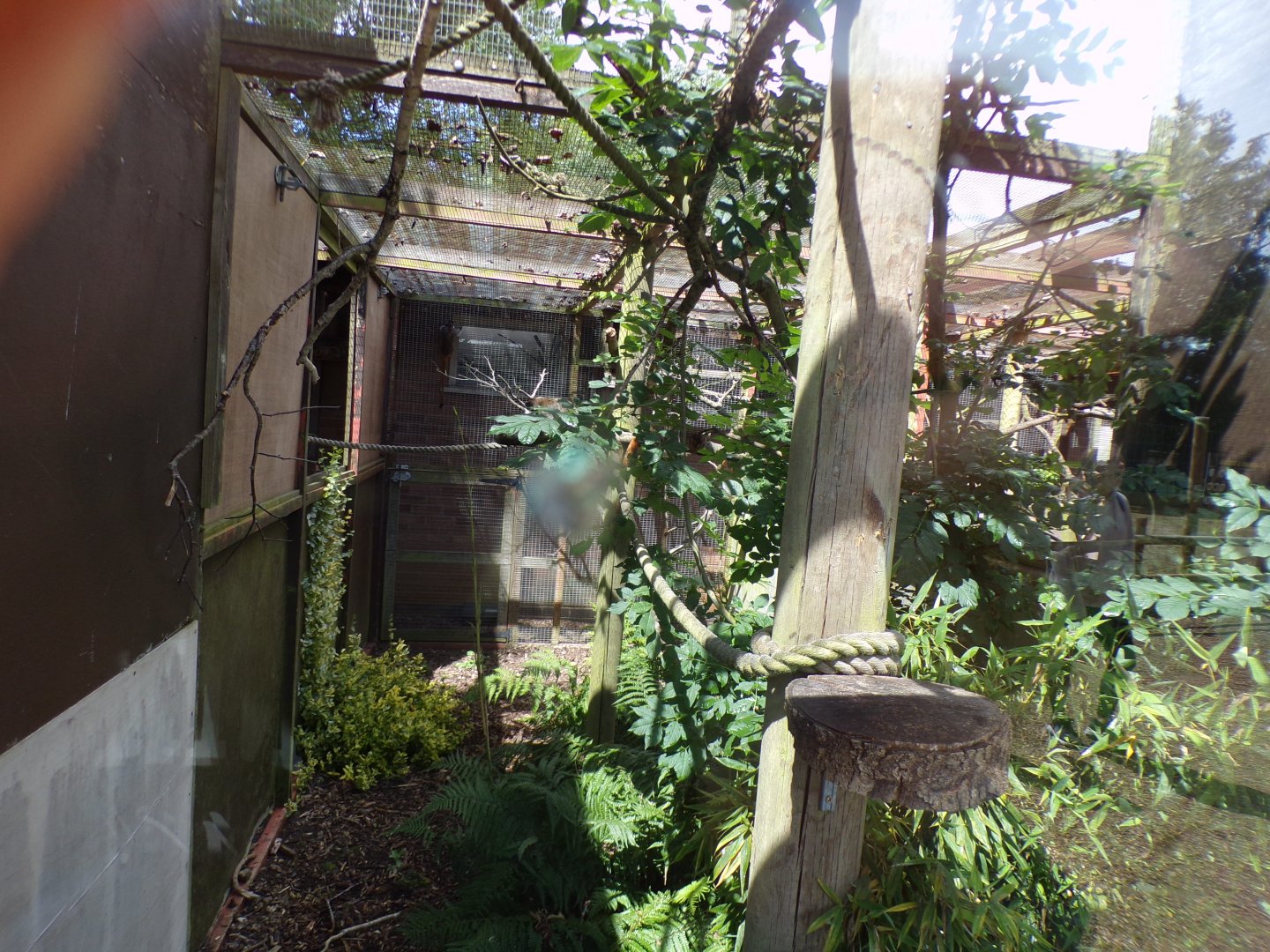 Emperor tamarin enclosure 7.7.24