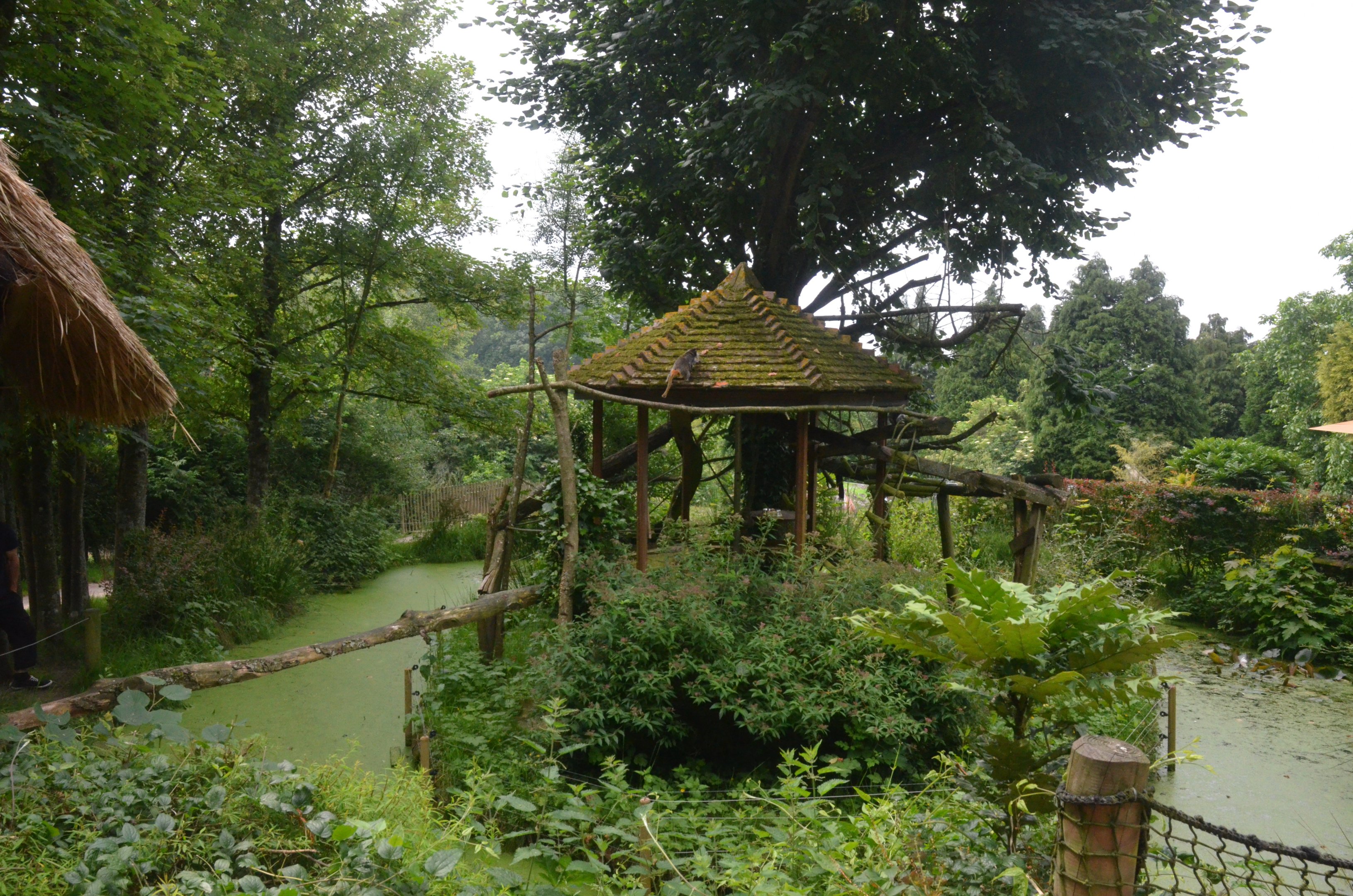 Emperor Tamarin Enclosure at CERZA, 10/06/18