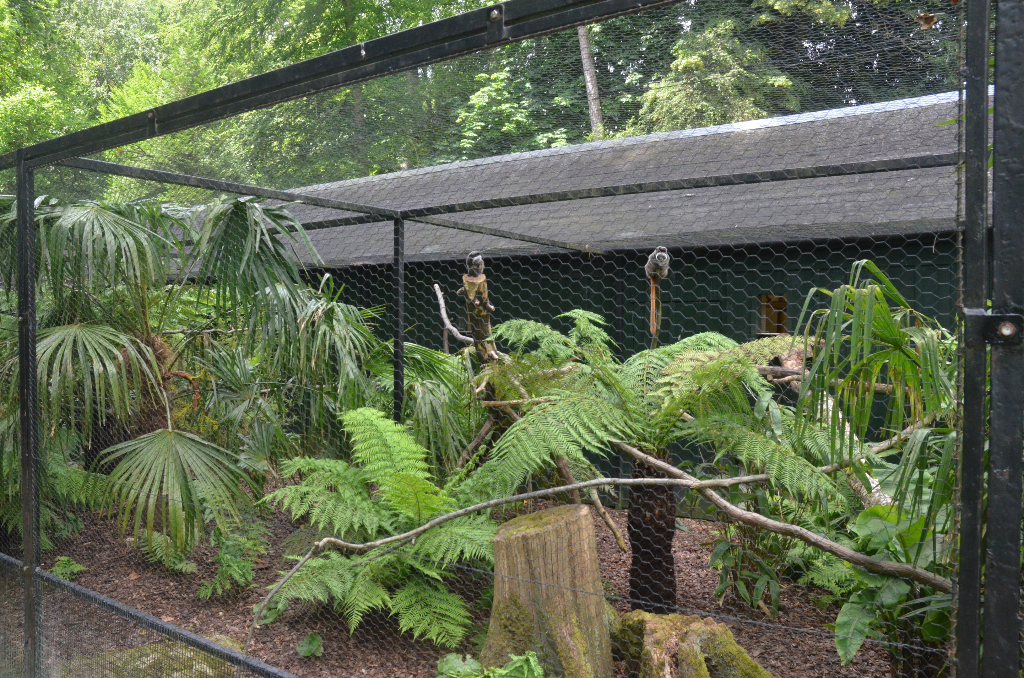 Emperor Tamarin Enclosure at Clères, 16/06/18