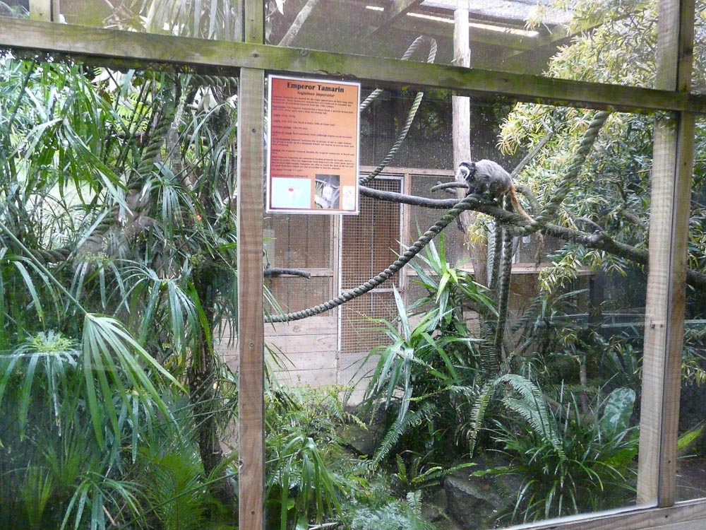 Emperor tamarin enclosure