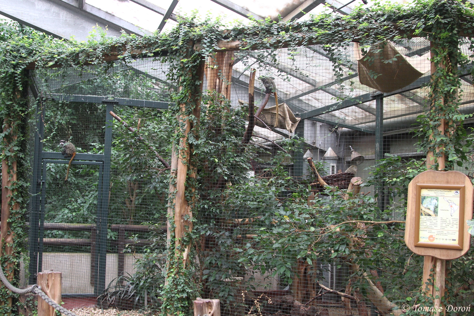 Emperor Tamarin enclosure