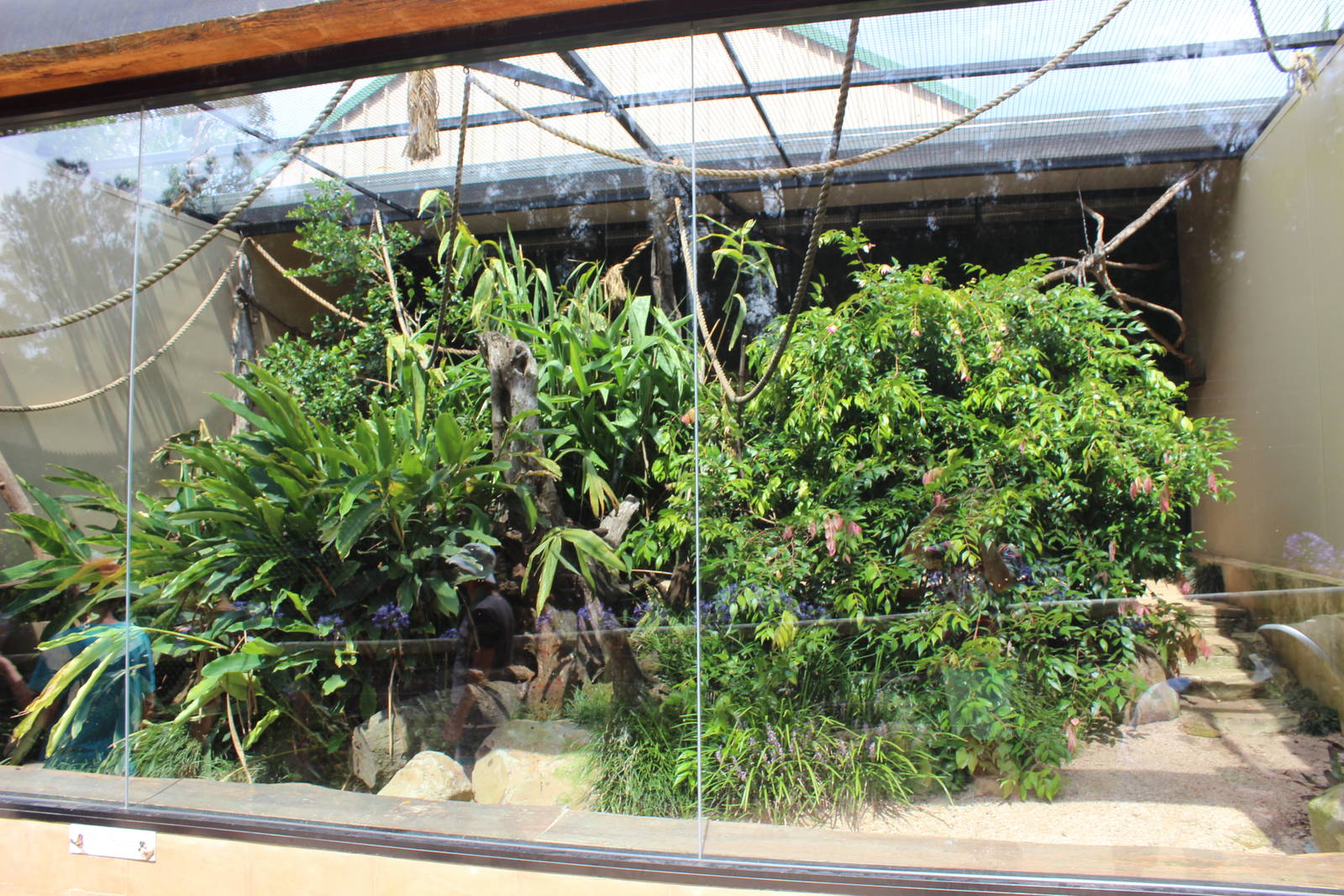 Emperor Tamarin enclosure